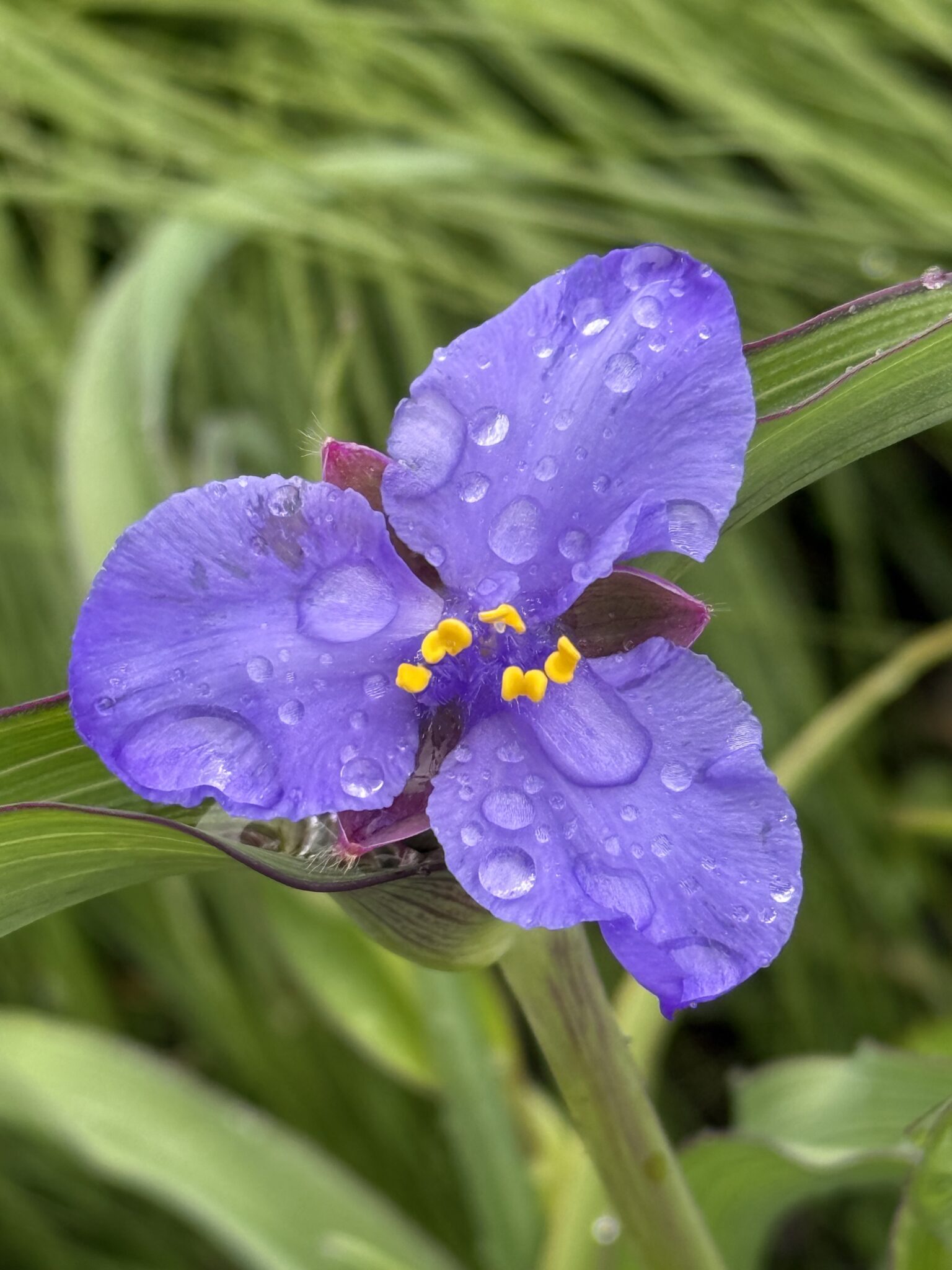 Spiderwort flower with rain droplets on its petals