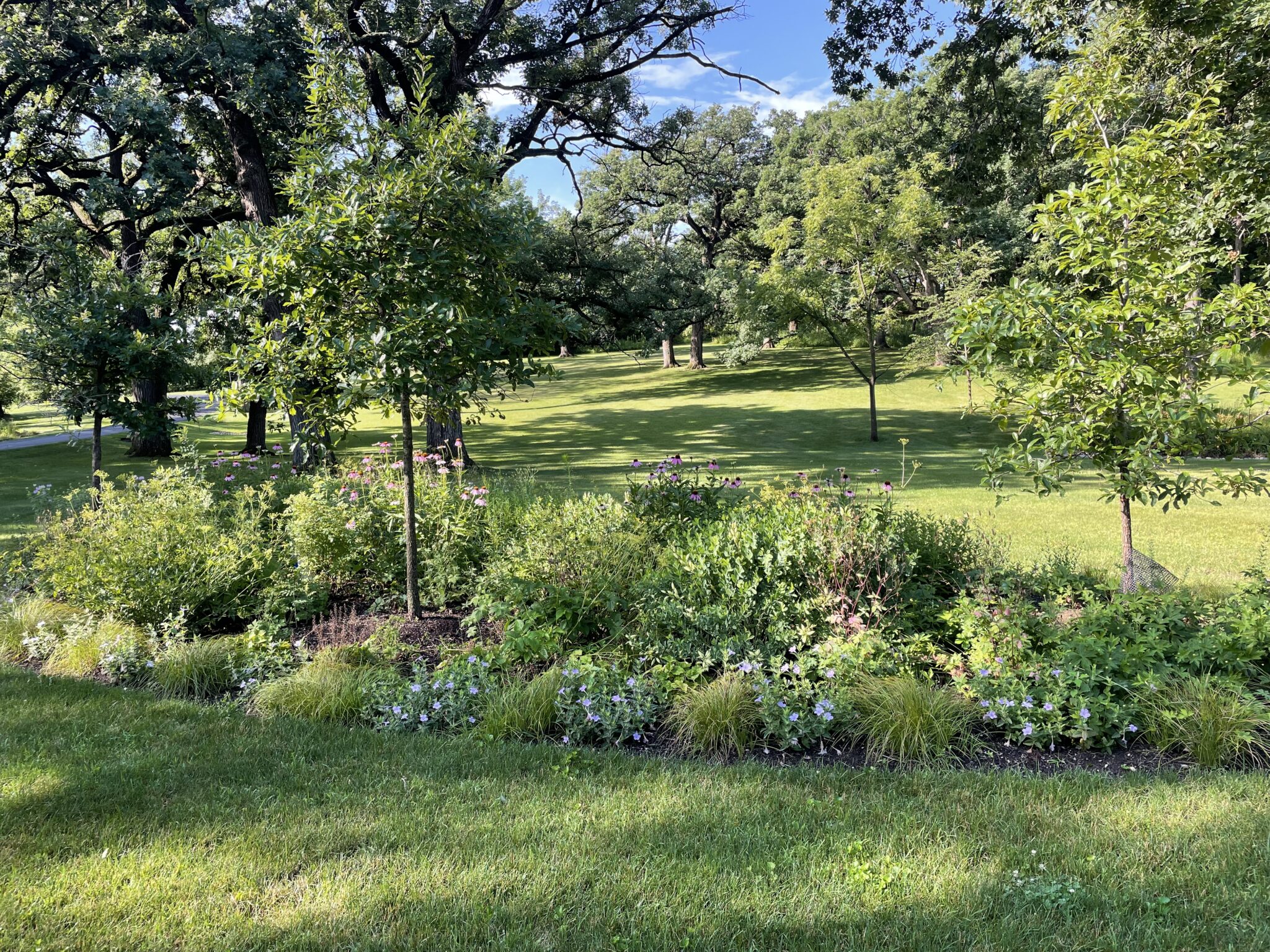 Restored open woodland with native understory plantings beneath mature trees
