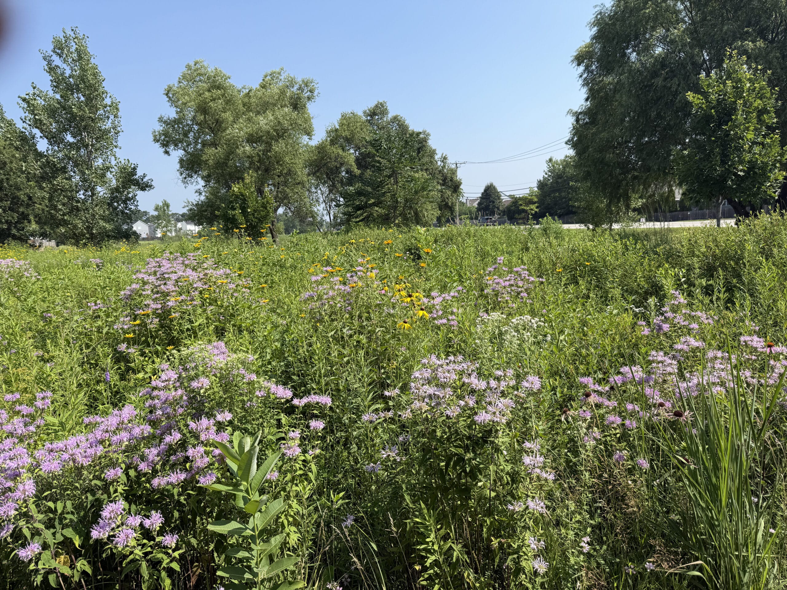 Prairie Restoration