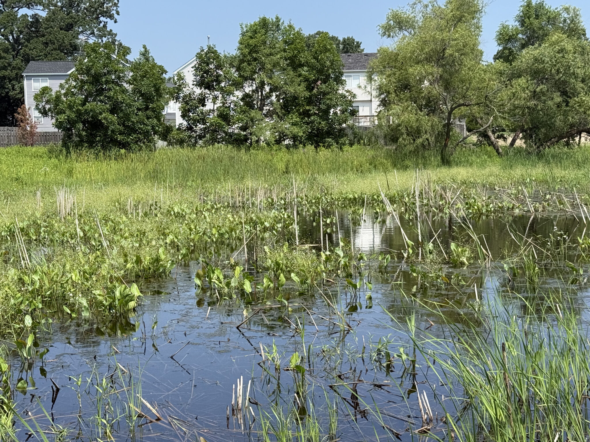 A vernal pond holding spring water in an oak and hickory flatwoods