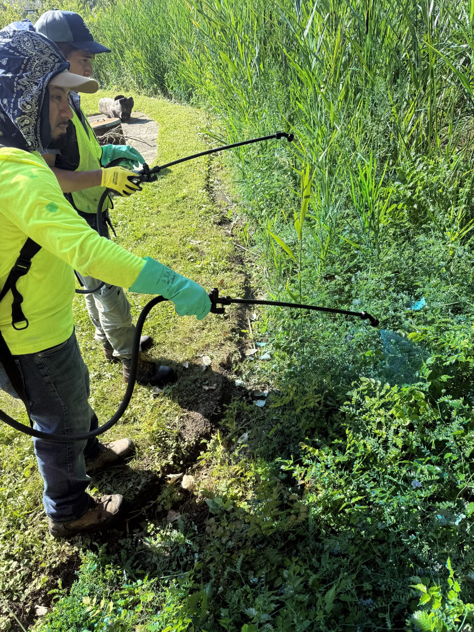 Worker applying herbicide with a backpack sprayer in dense vegetation