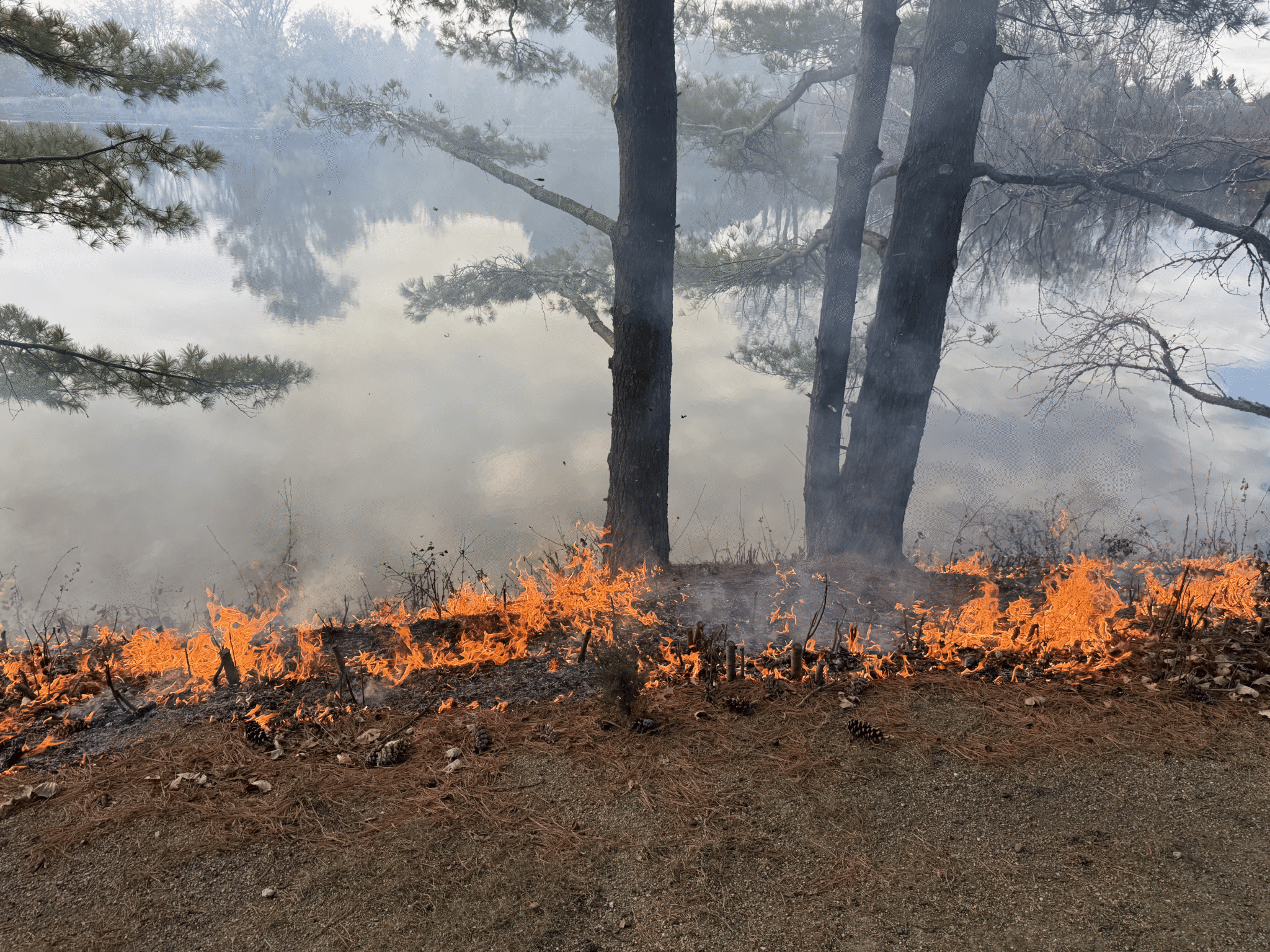 Prescribed burn moving through an oak woodland in Lake County, Illinois