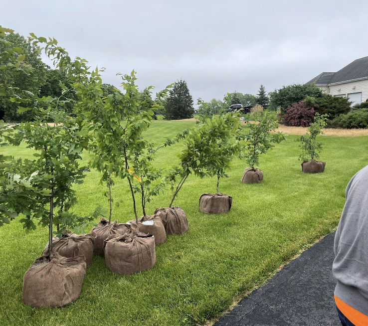 Tree & Shrub Services