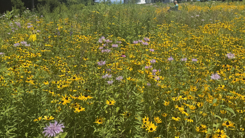 Long-Term Prairie Management & Maintenance