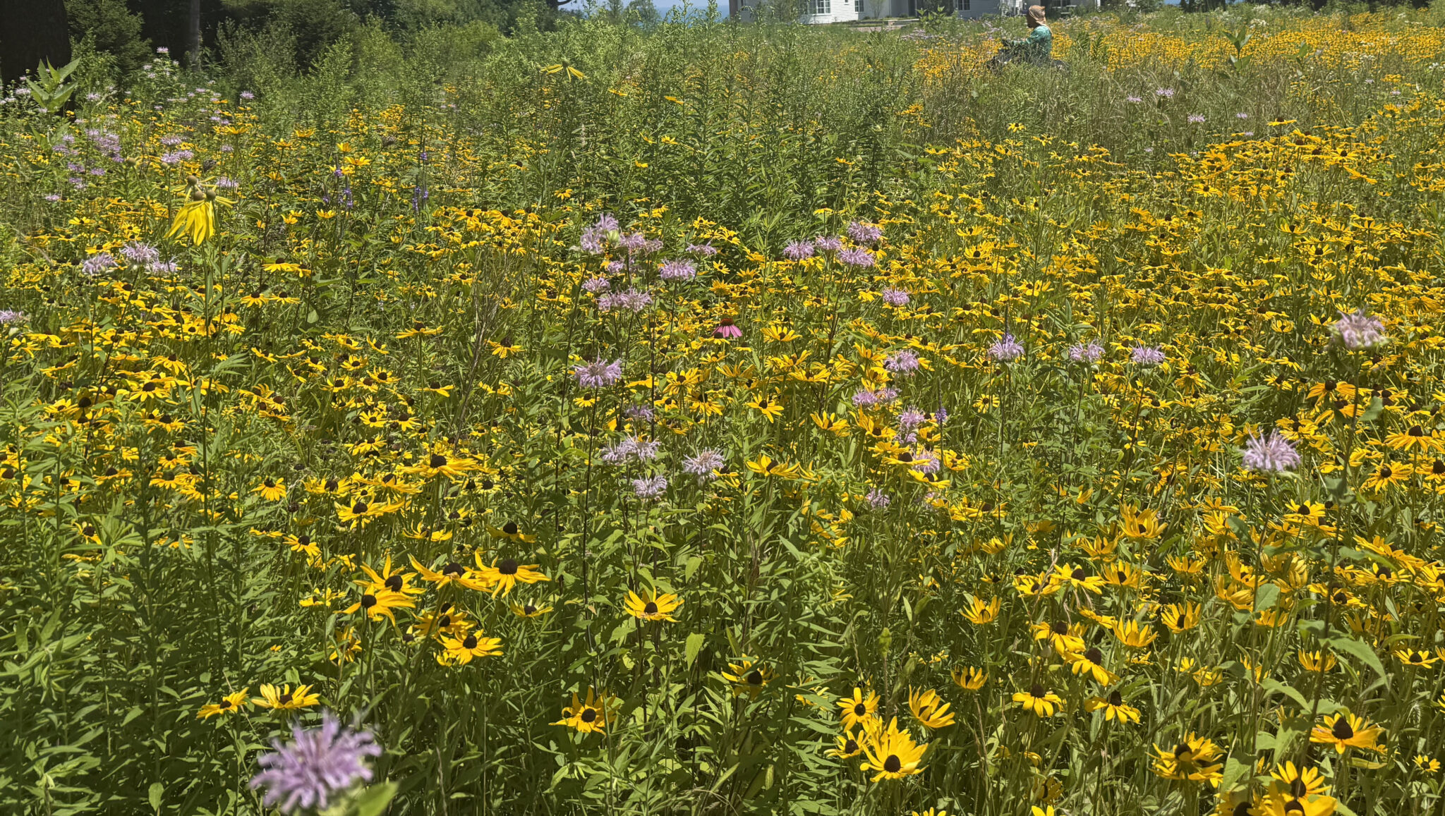 Dense native prairie in full bloom with black eyed susans and asters
