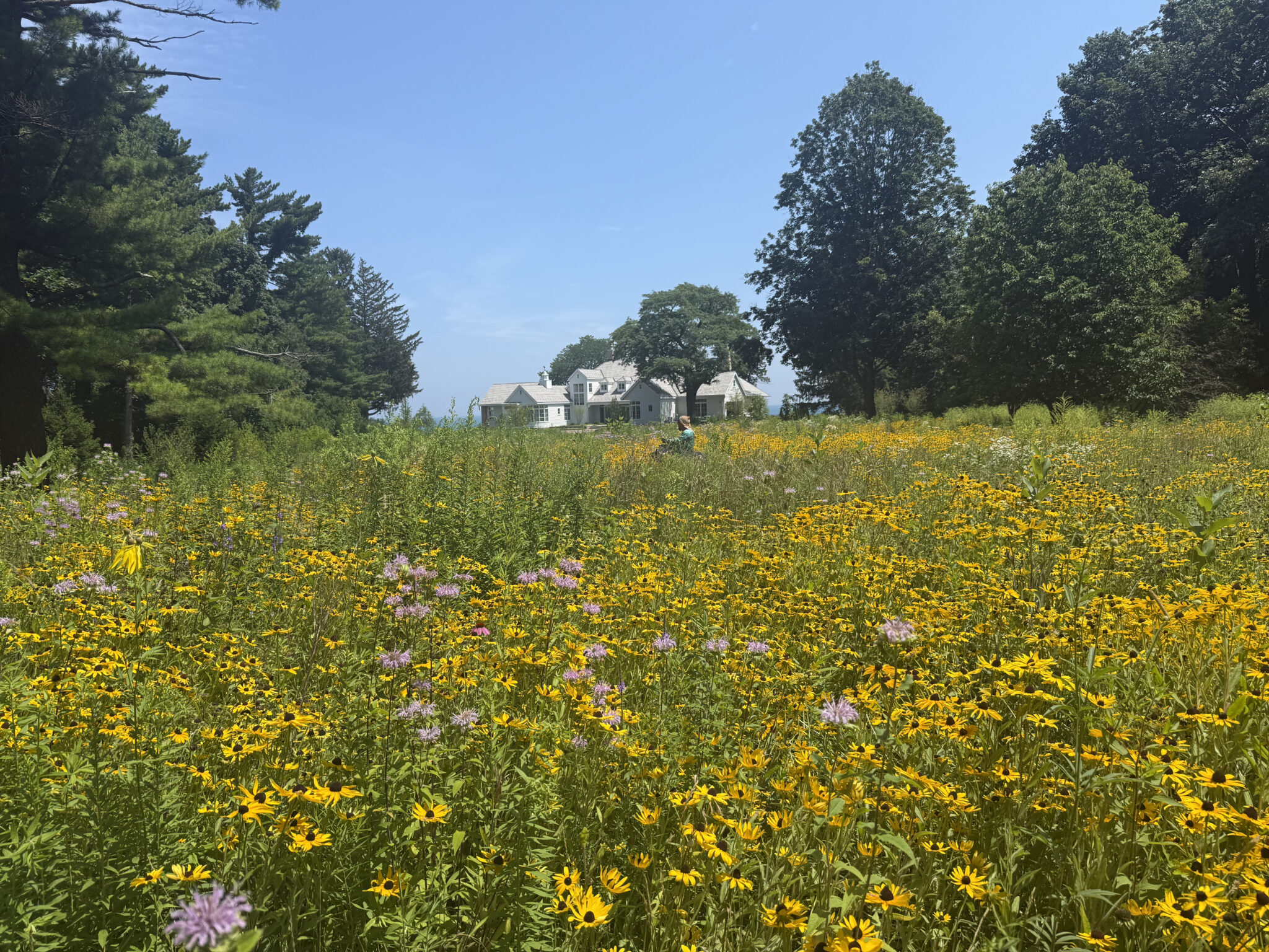A field of yellow native wildflowers in full summer bloom