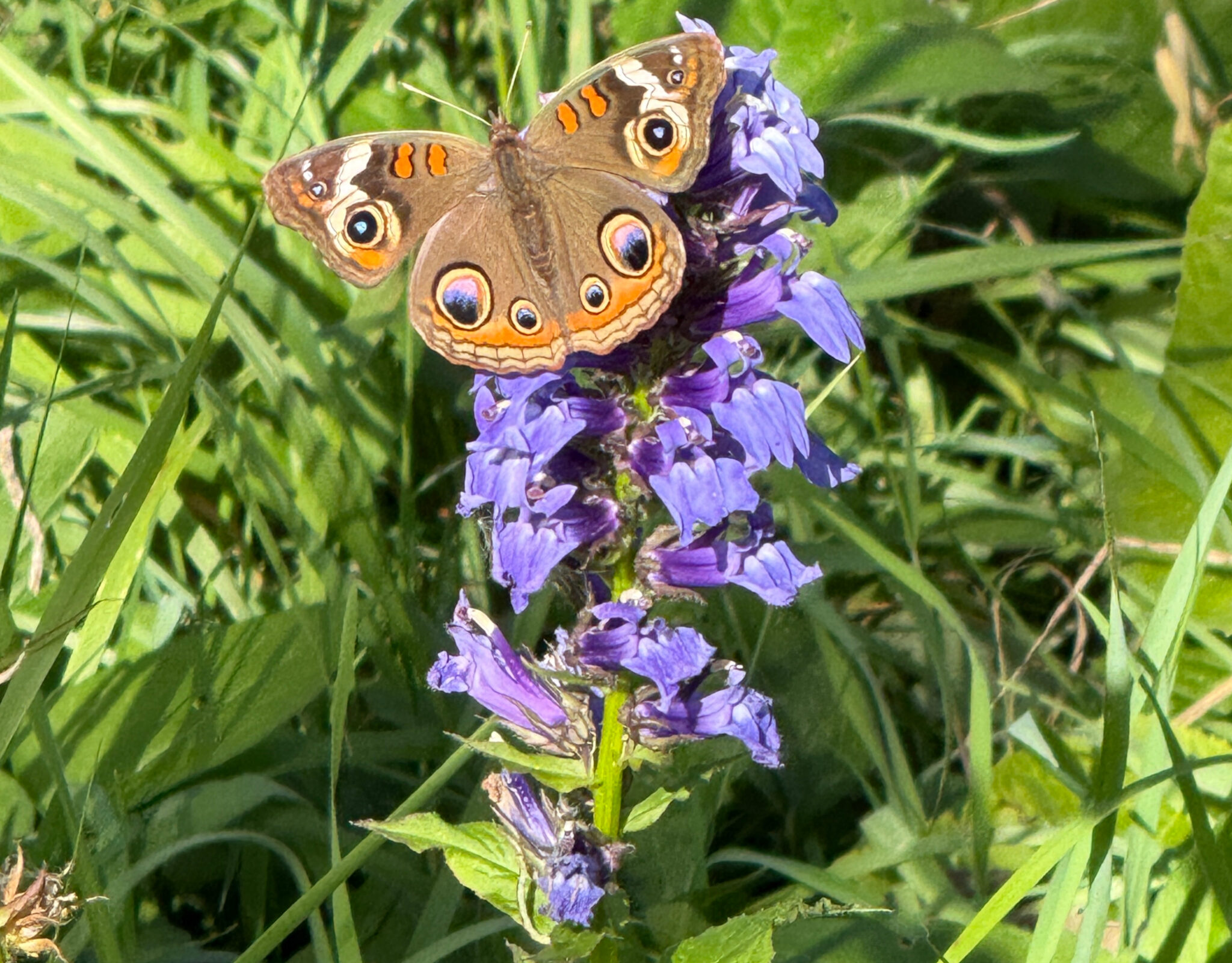 Common buckeye butterfly resting on a spike of purple native flowers