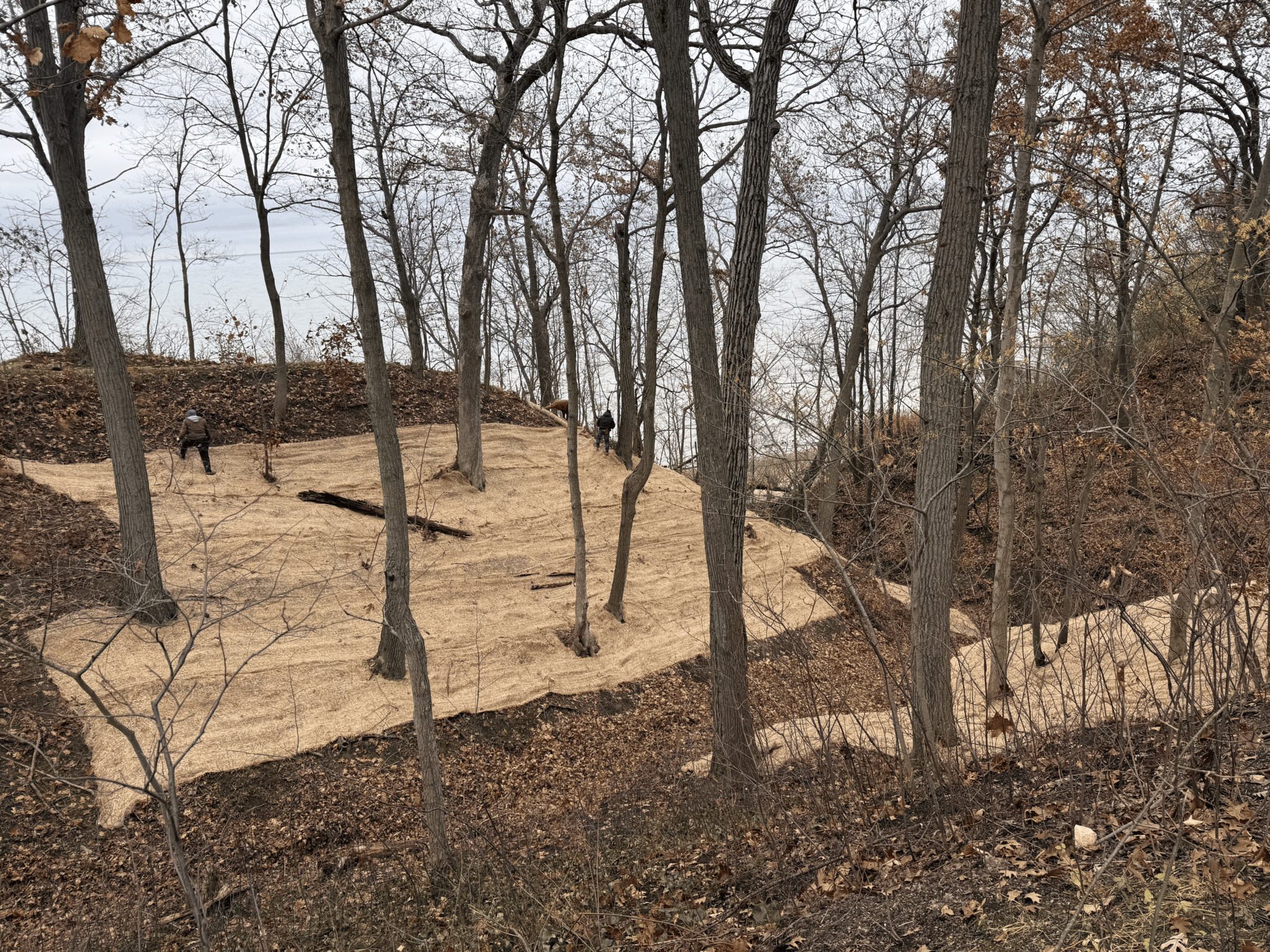 Restored woodland with erosion matting after clearing