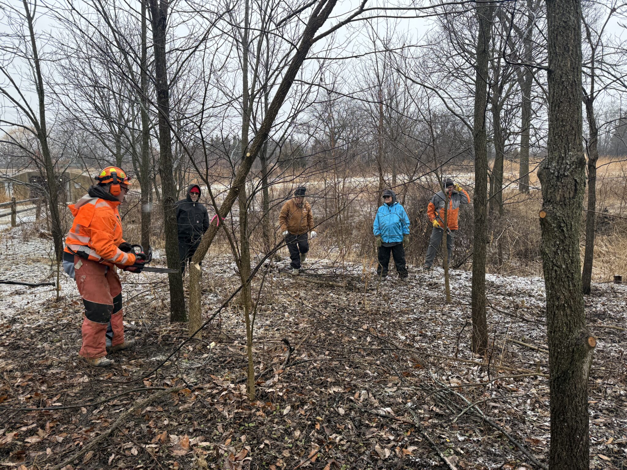 Crew in high visibility gear clearing invasive brush in a winter woodland