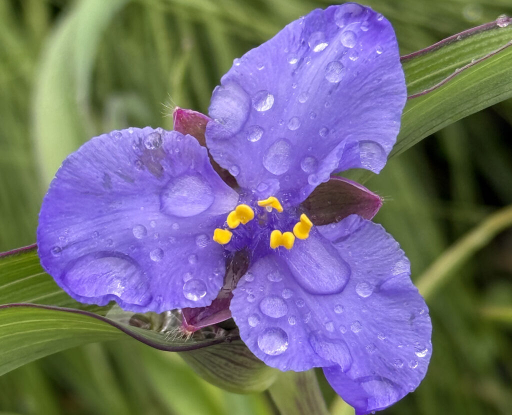 Native Plant Design Services in Round Lake