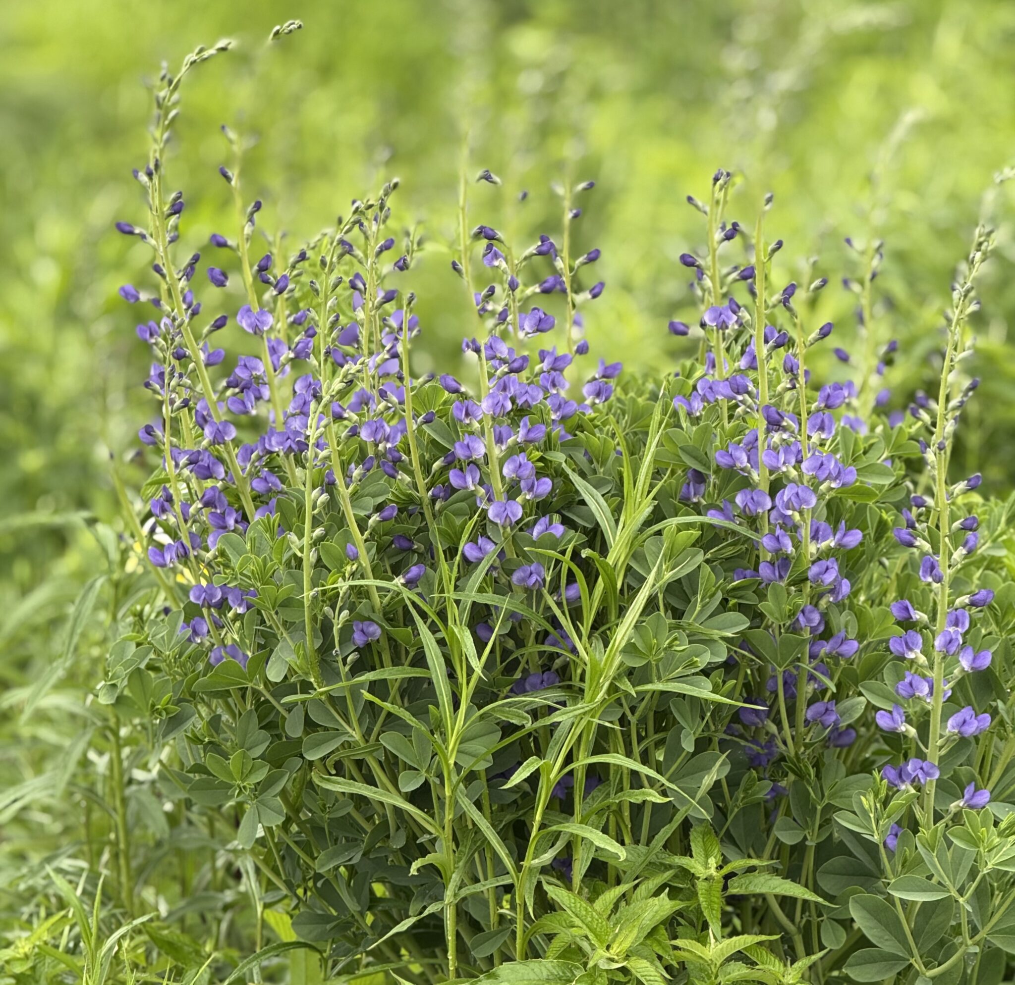 Blue false indigo in flower among prairie grasses