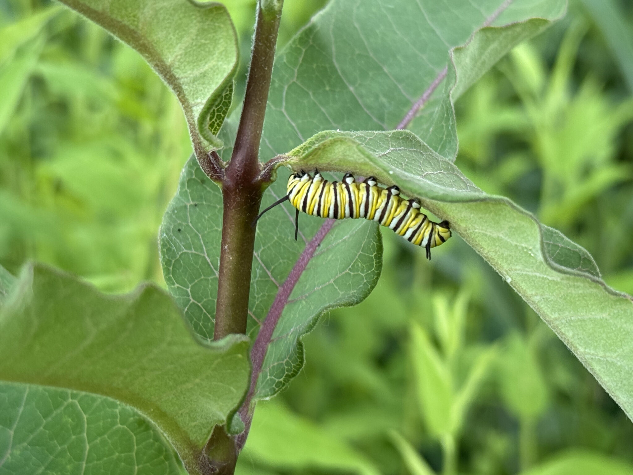 Monarch caterpillar feeding on a milkweed leaf
