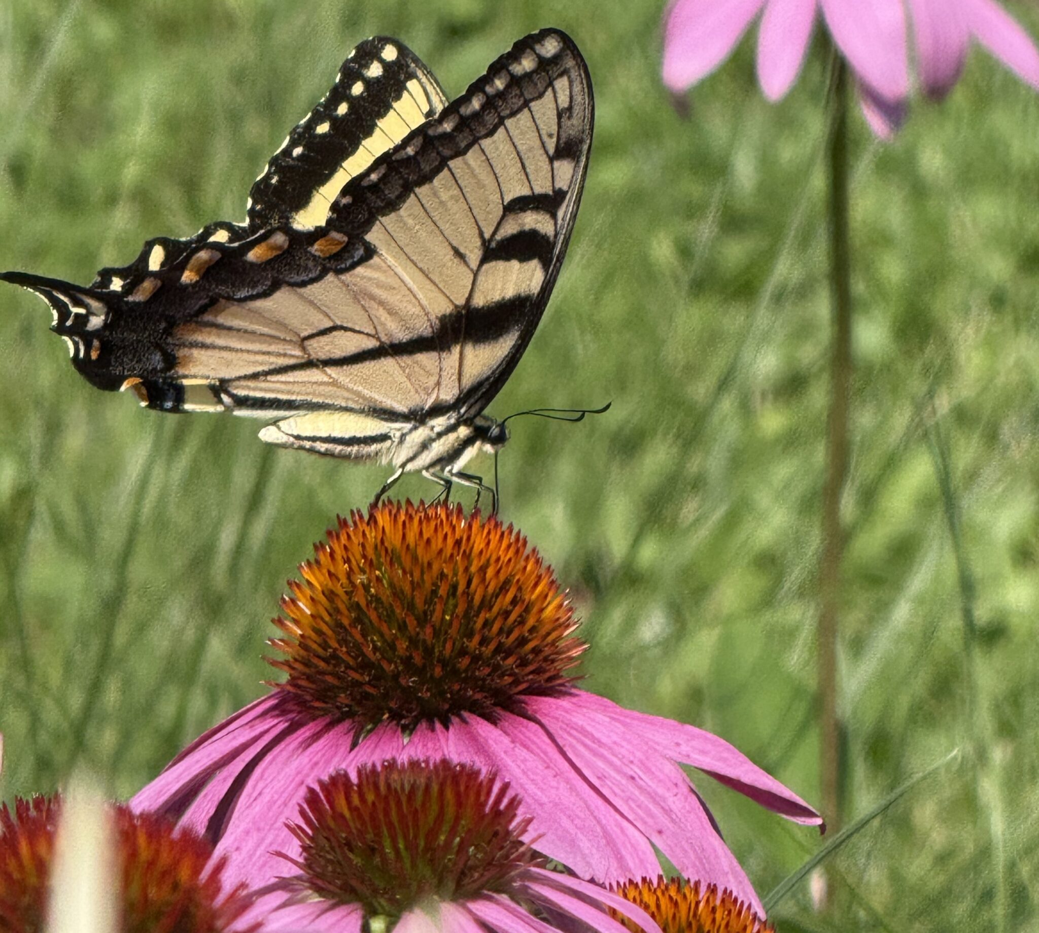 Eastern tiger swallowtail butterfly feeding on a purple coneflower