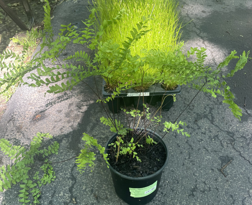 Estate Design Plant Selection