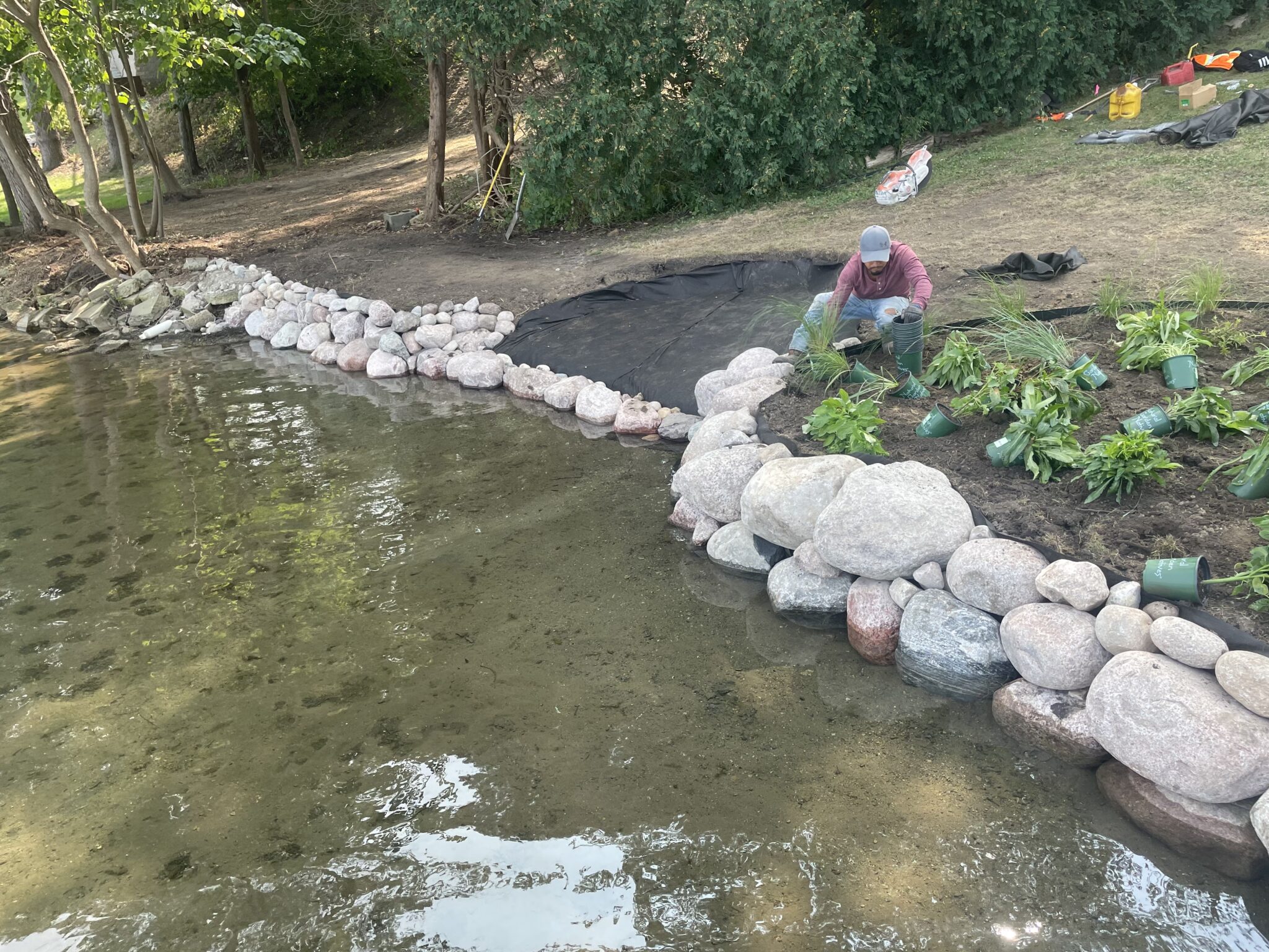 Newly planted native plugs along a restored stream bank