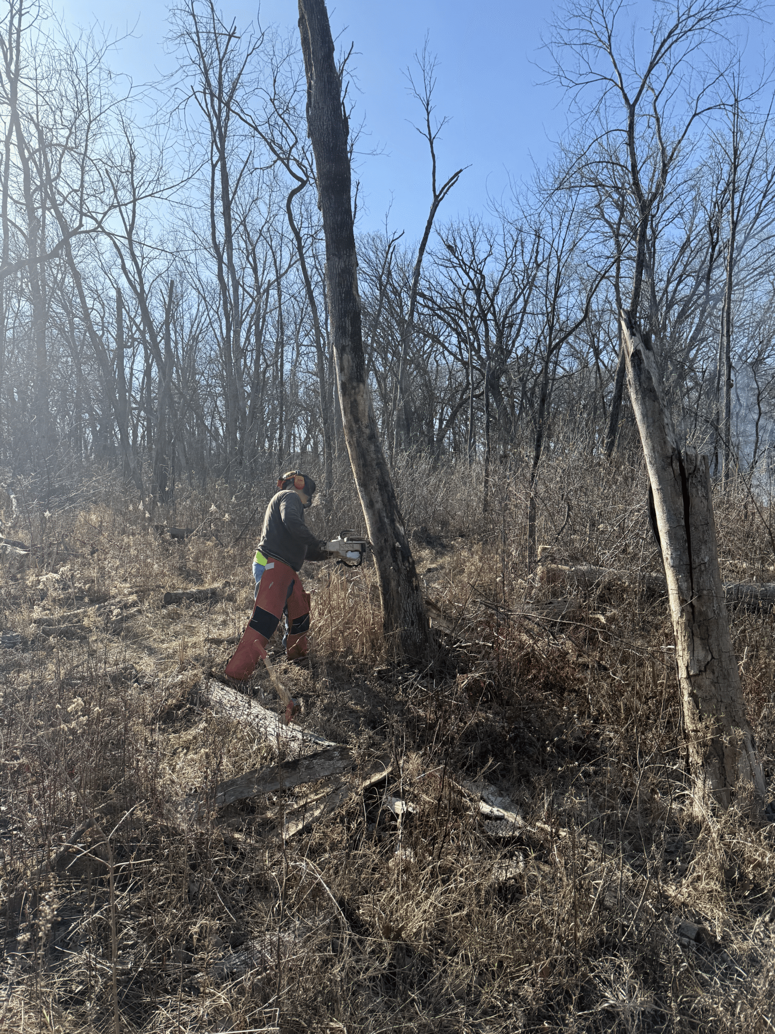 Crew member conducting a prescribed burn in an open woodland