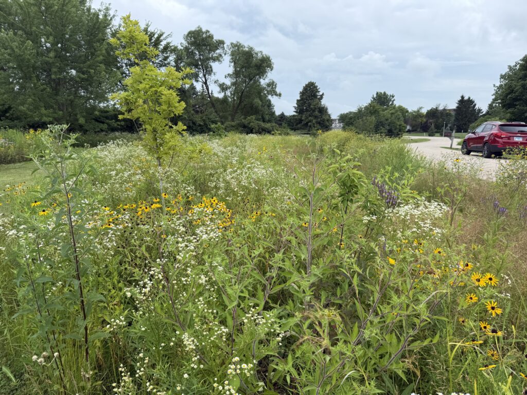 Stormwater Management Services in Round Lake