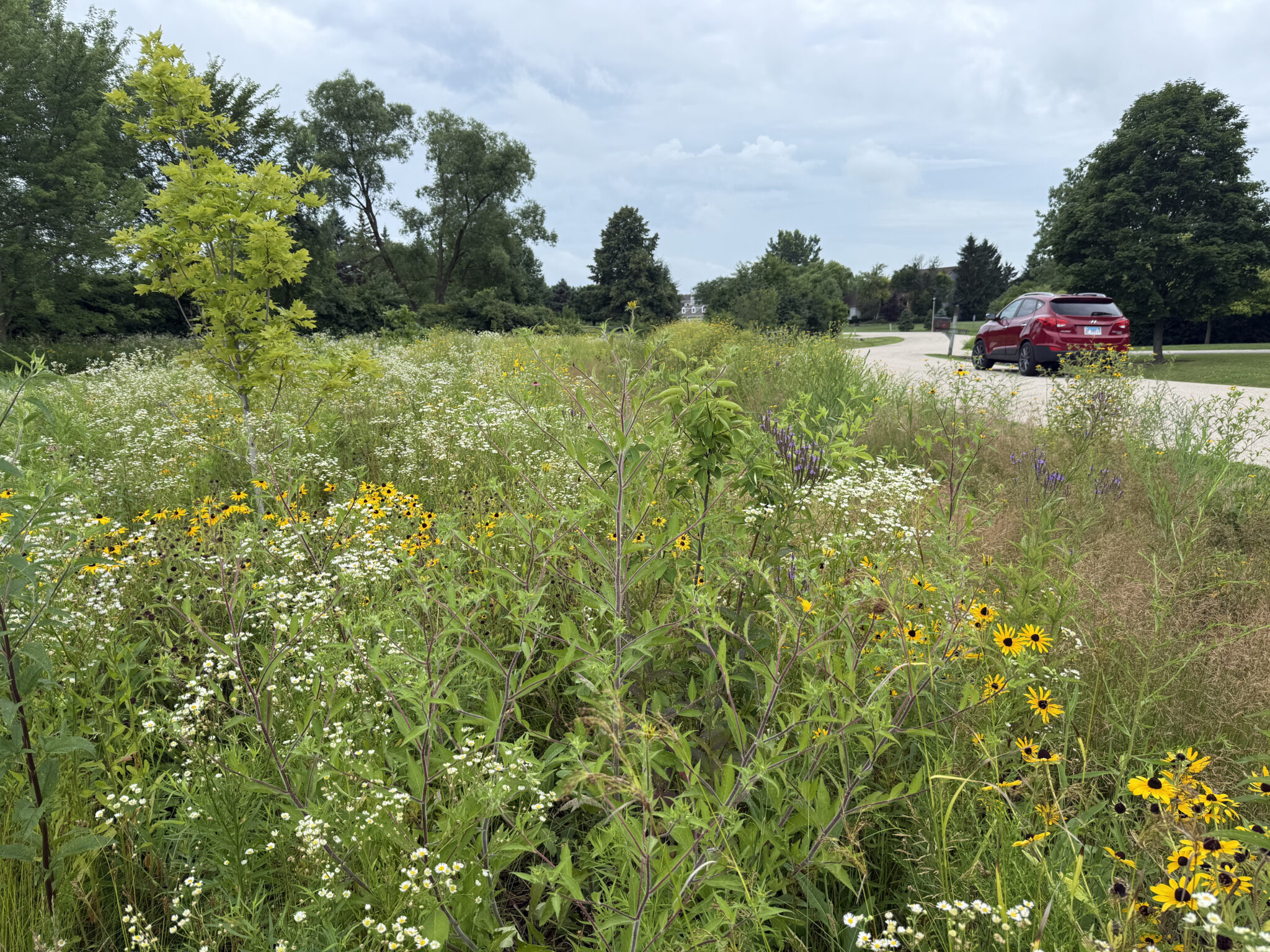 Native prairie planting maturing along a residential street