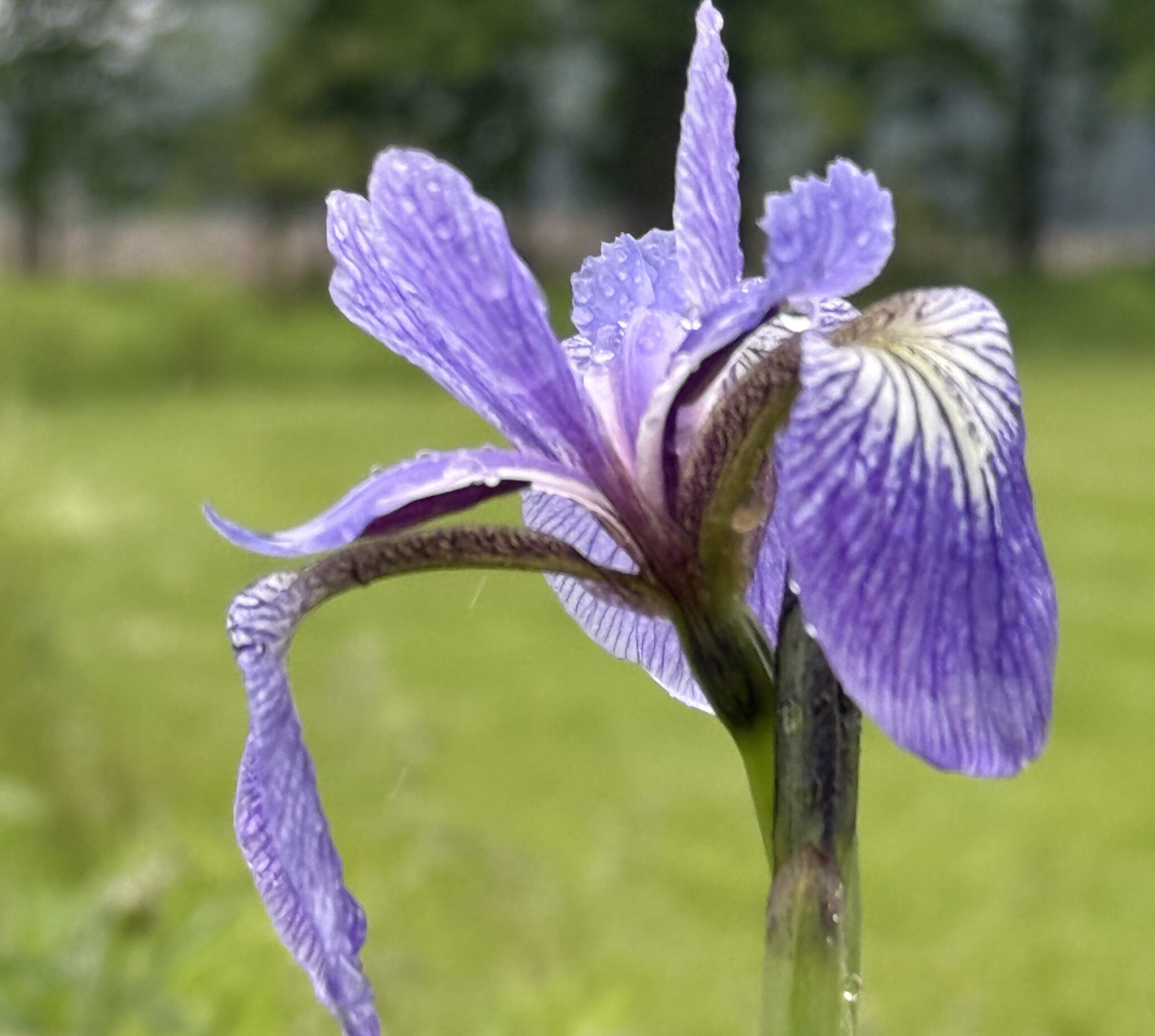 Blue flag iris in bloom