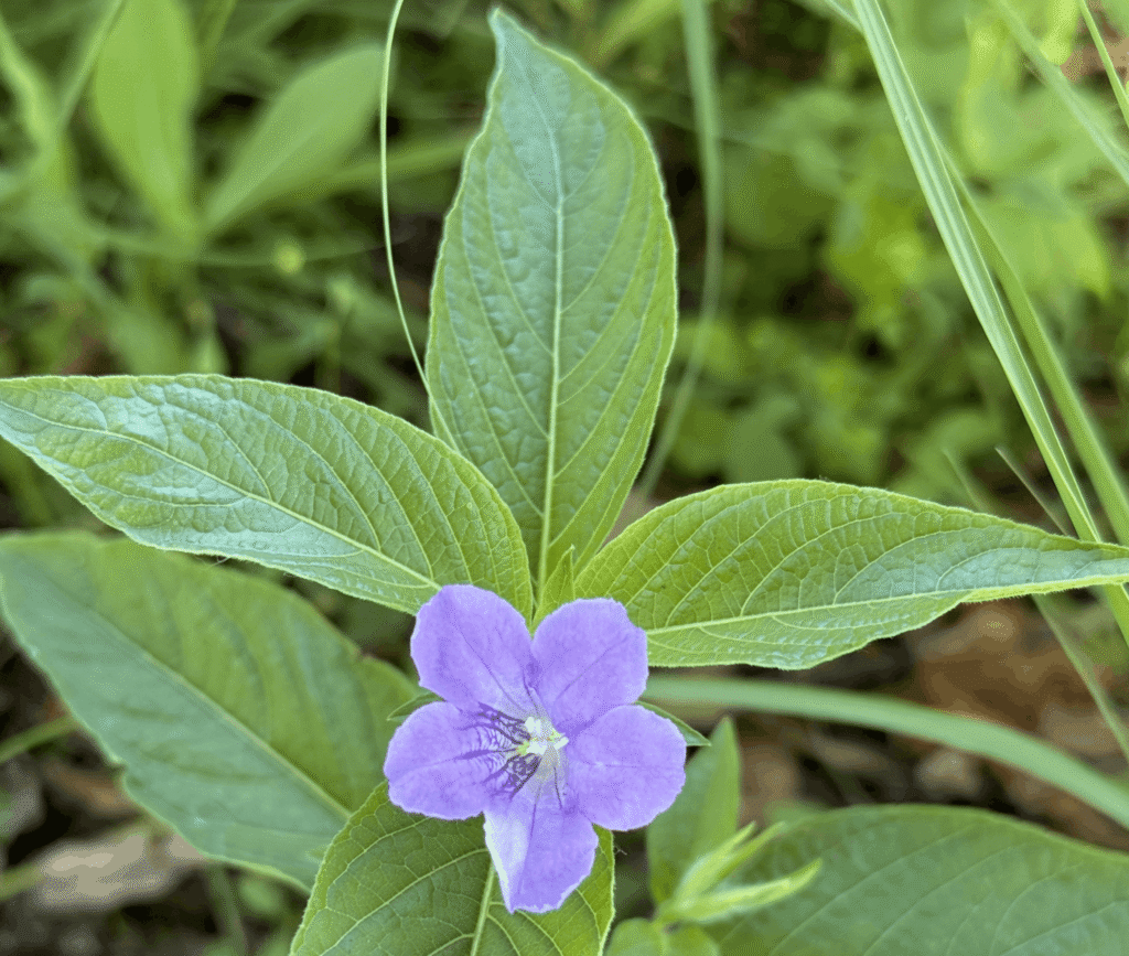 Native Plants in Round Lake