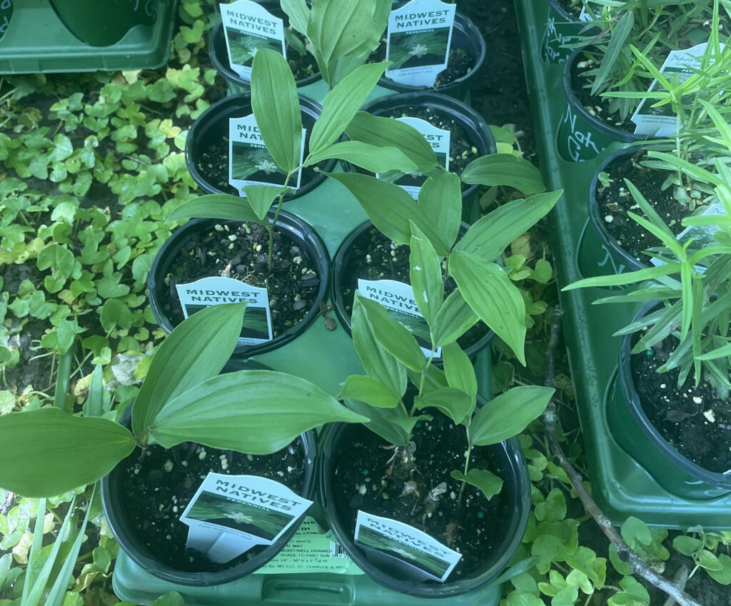 Plant Selection Residential