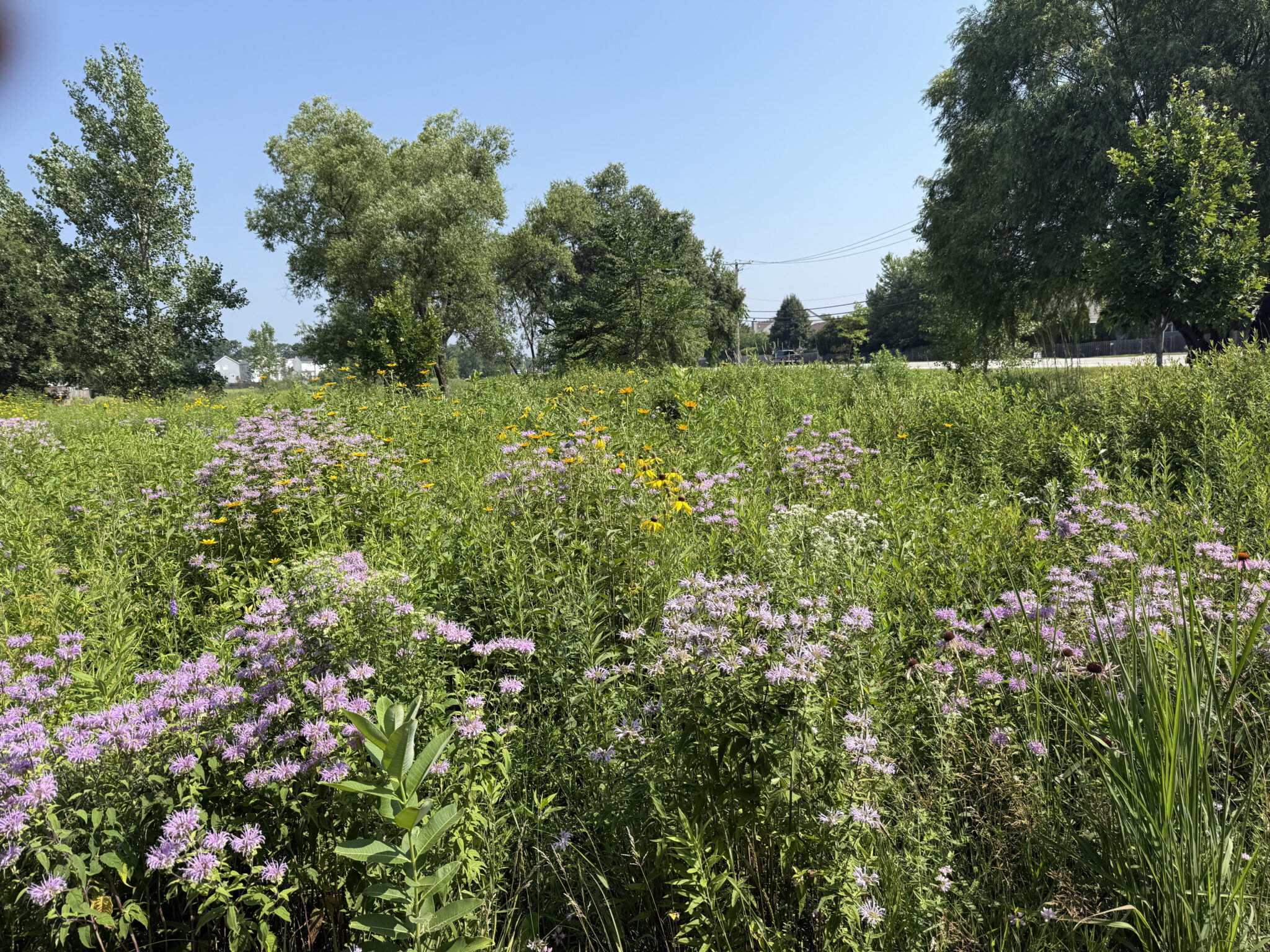 Restored prairie with native wildflowers along a roadside