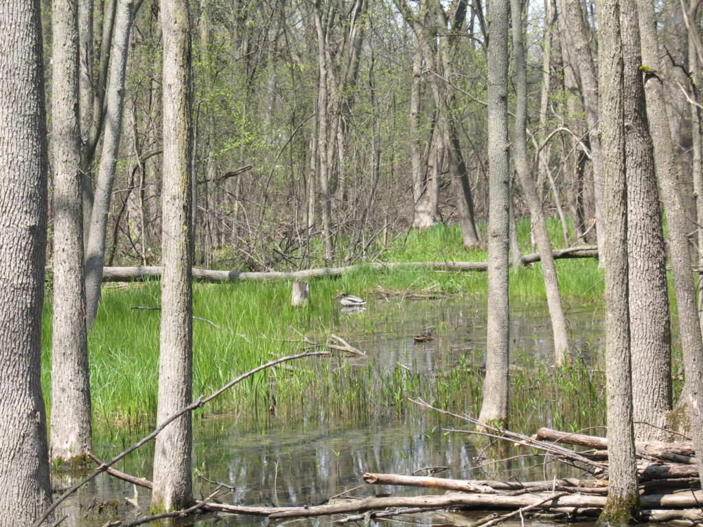 Vernal Pond Restoration