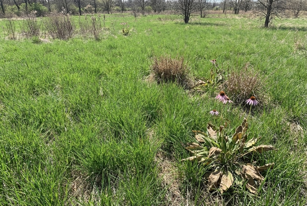 Cool Season Grasses Take Over Silently