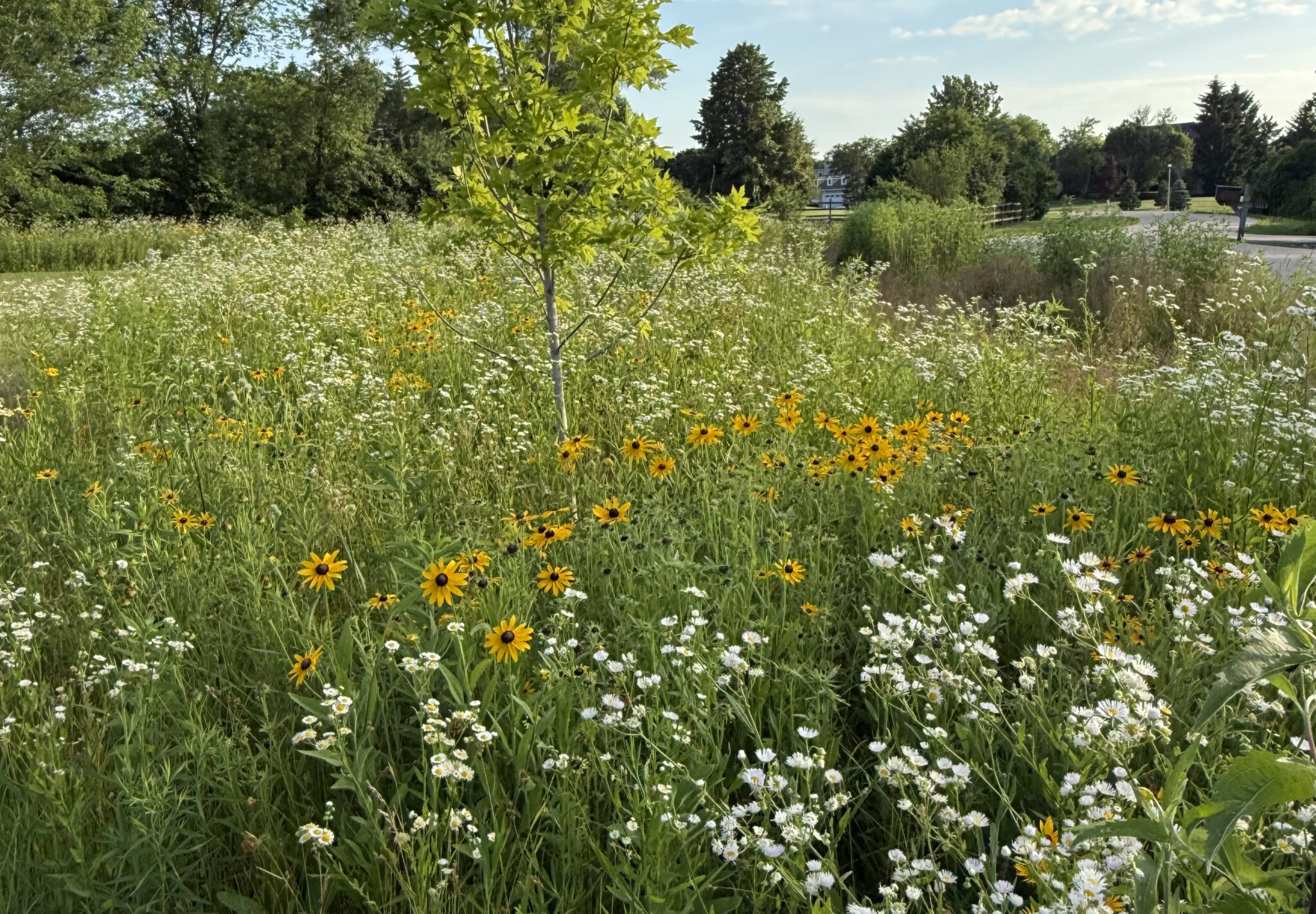 Young native planting with black eyed susans establishing among new trees