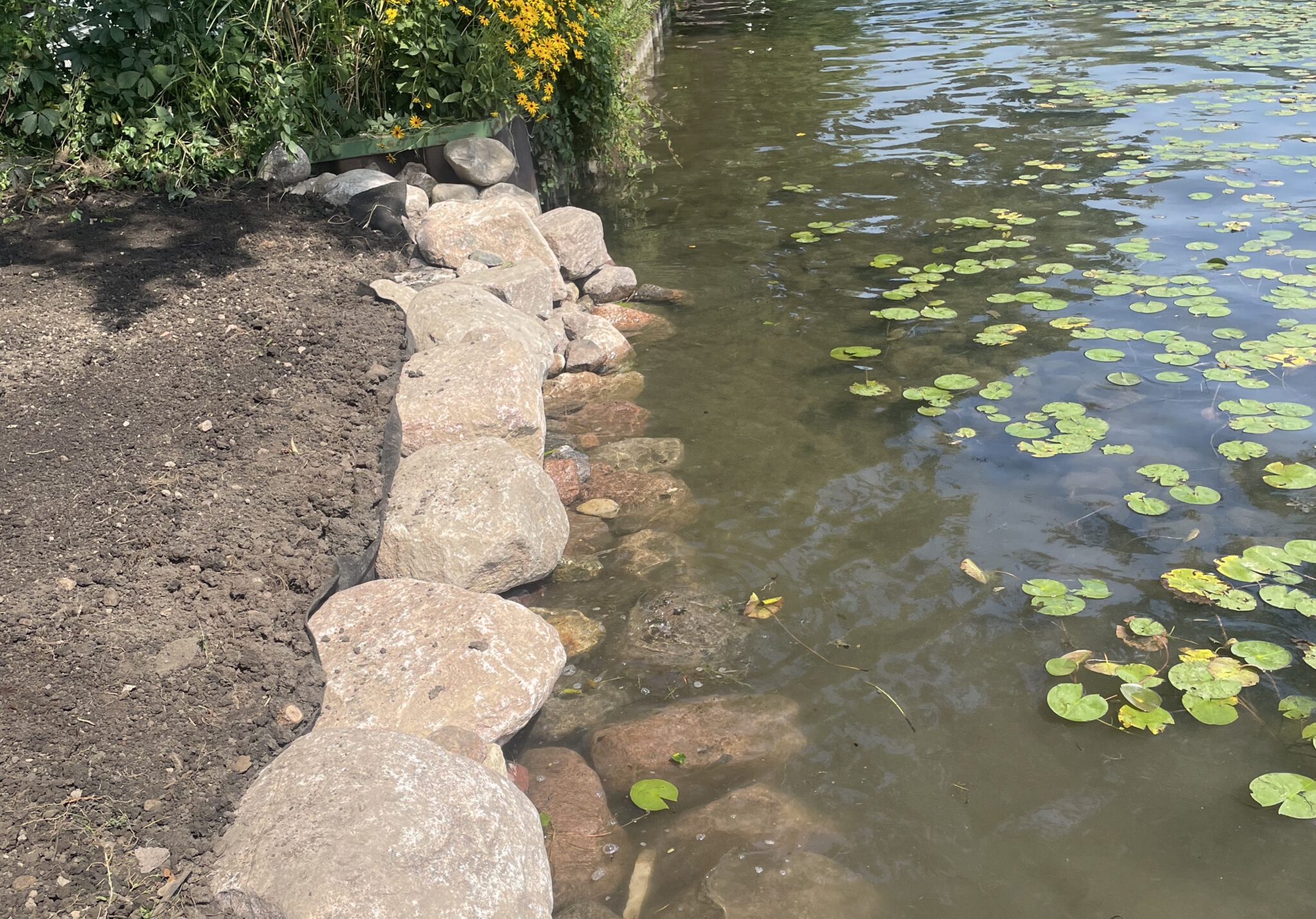 Pond with lily pads edged by placed boulders