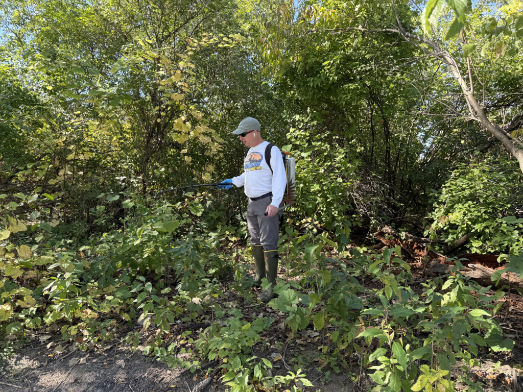 Buckthorn Removal and Control