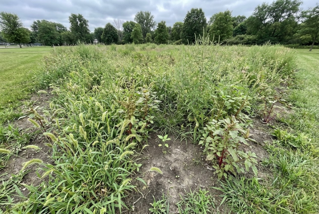 Why Weed Seeds Ruin Everything