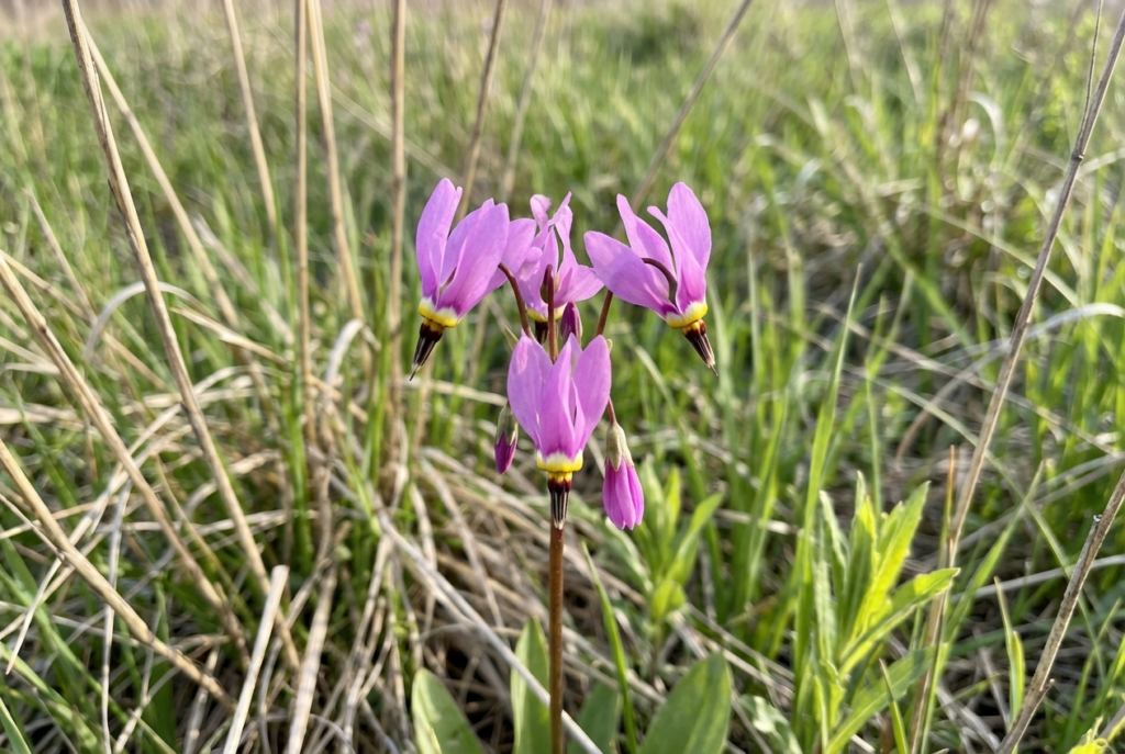 Documenting Rare Species Requires Correct Timing
