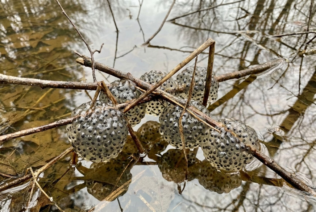 Understanding Which Species Actually Use Vernal Ponds