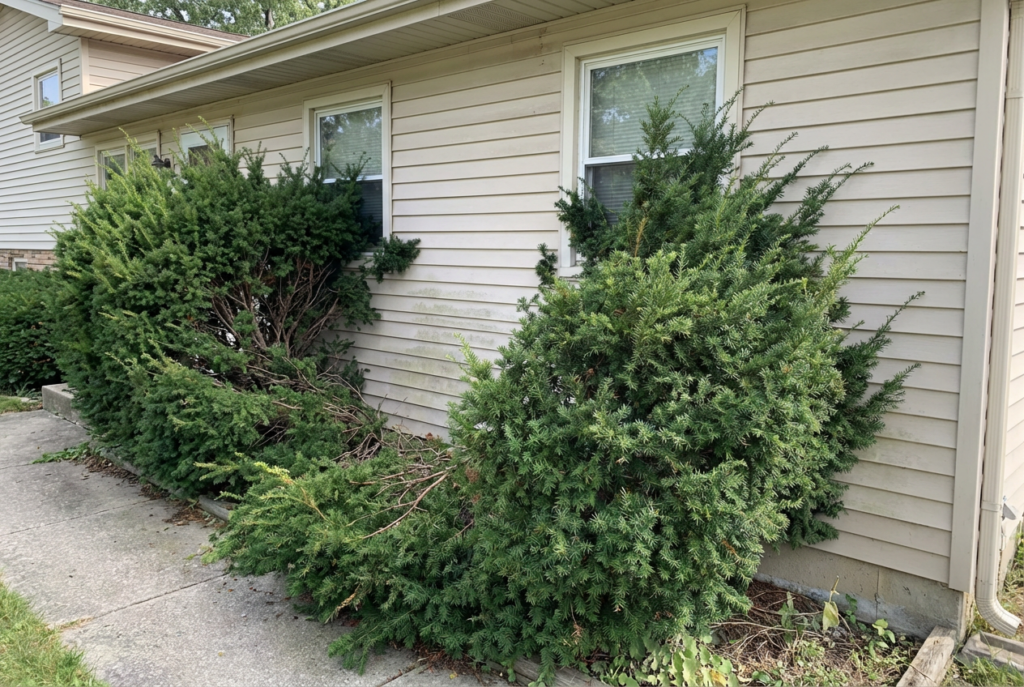 Not Accounting for Mature Size on Lake County Properties