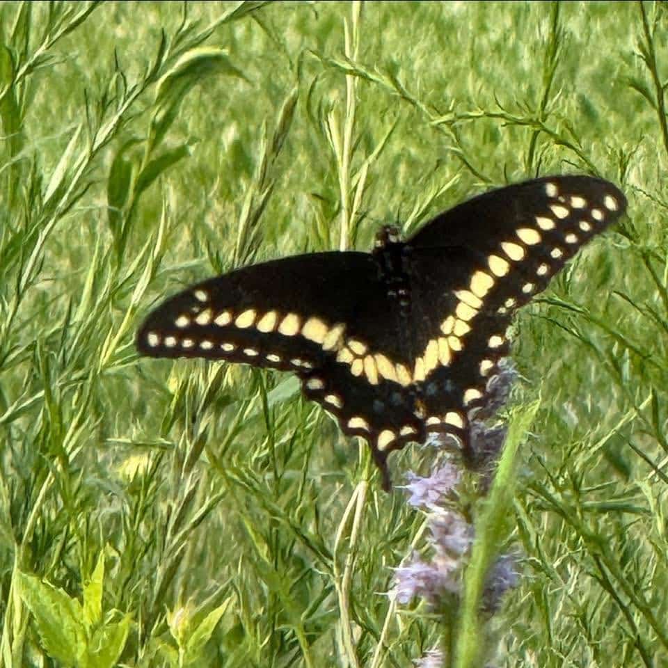 Black swallowtail butterfly resting on prairie vegetation