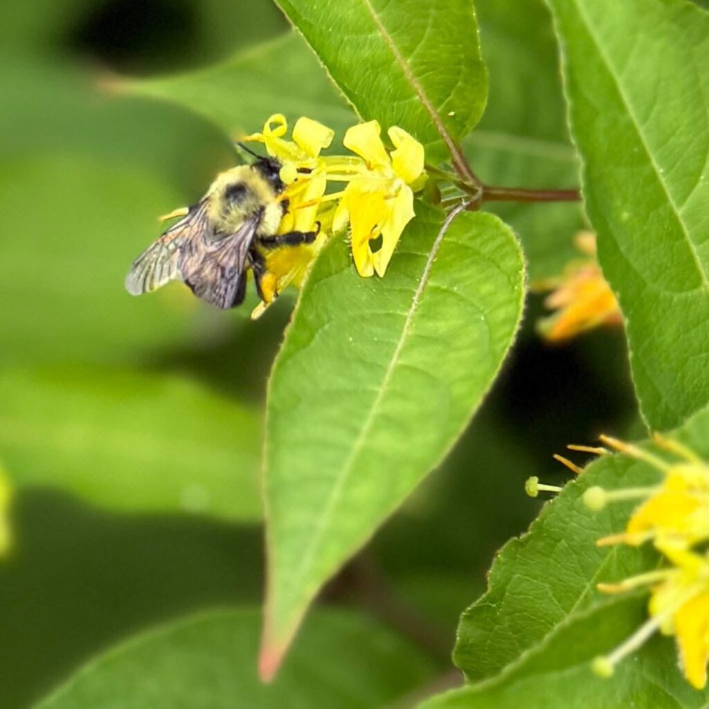 Bumblebee feeding on a native yellow wildflower