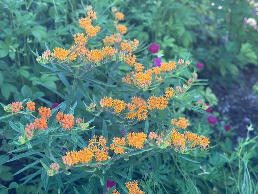 Butterfly milkweed in orange bloom in restored prairie
