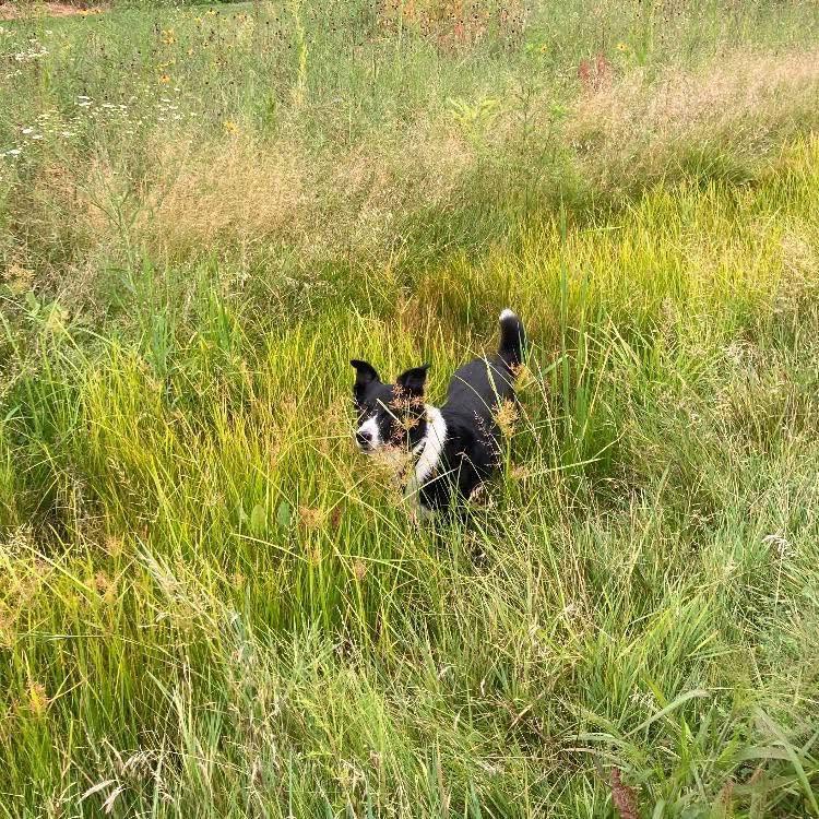 A dog running through tall restored prairie grass