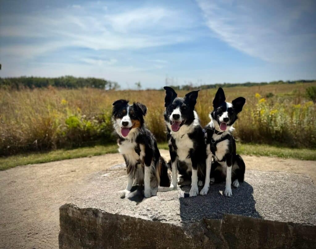Border collies on a stone seat beside restored prairie and savanna
