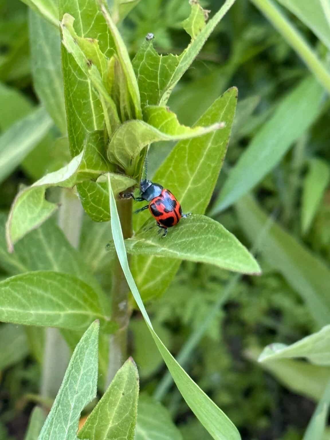 Red milkweed beetle on a milkweed leaf