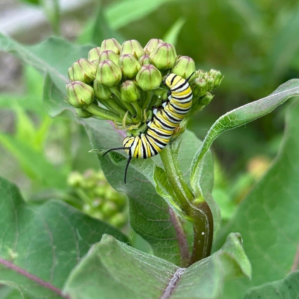 Monarch caterpillar feeding on a milkweed bud