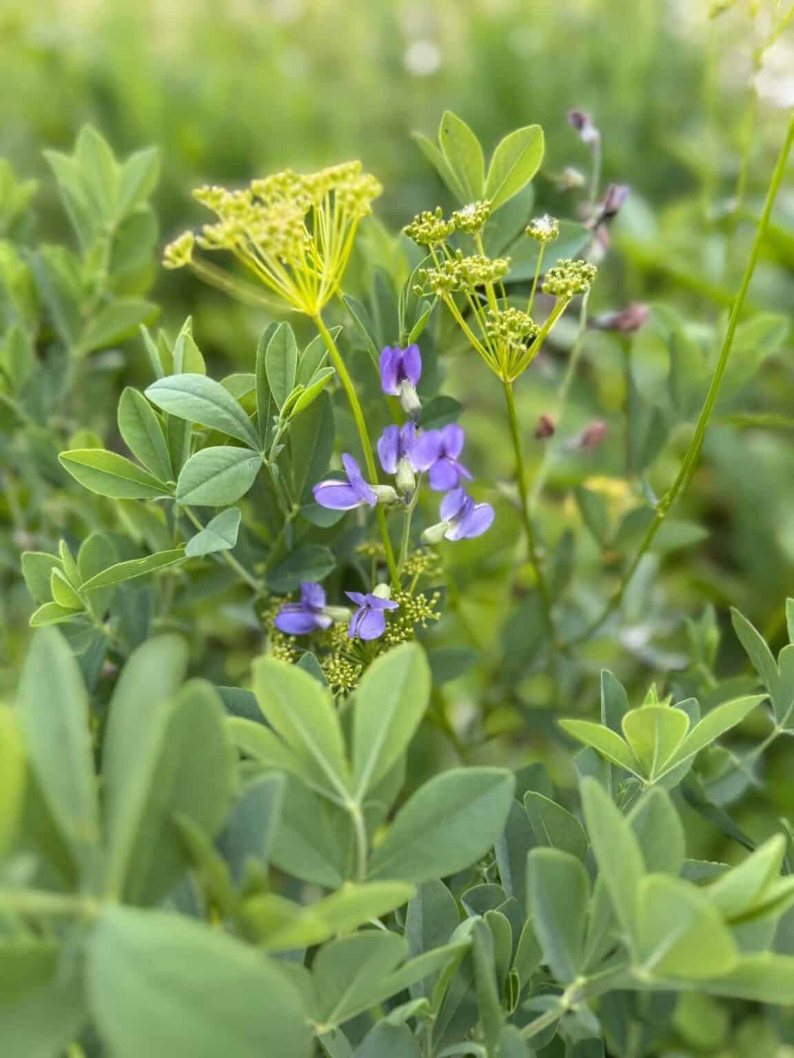 Native prairie plants including blue false indigo