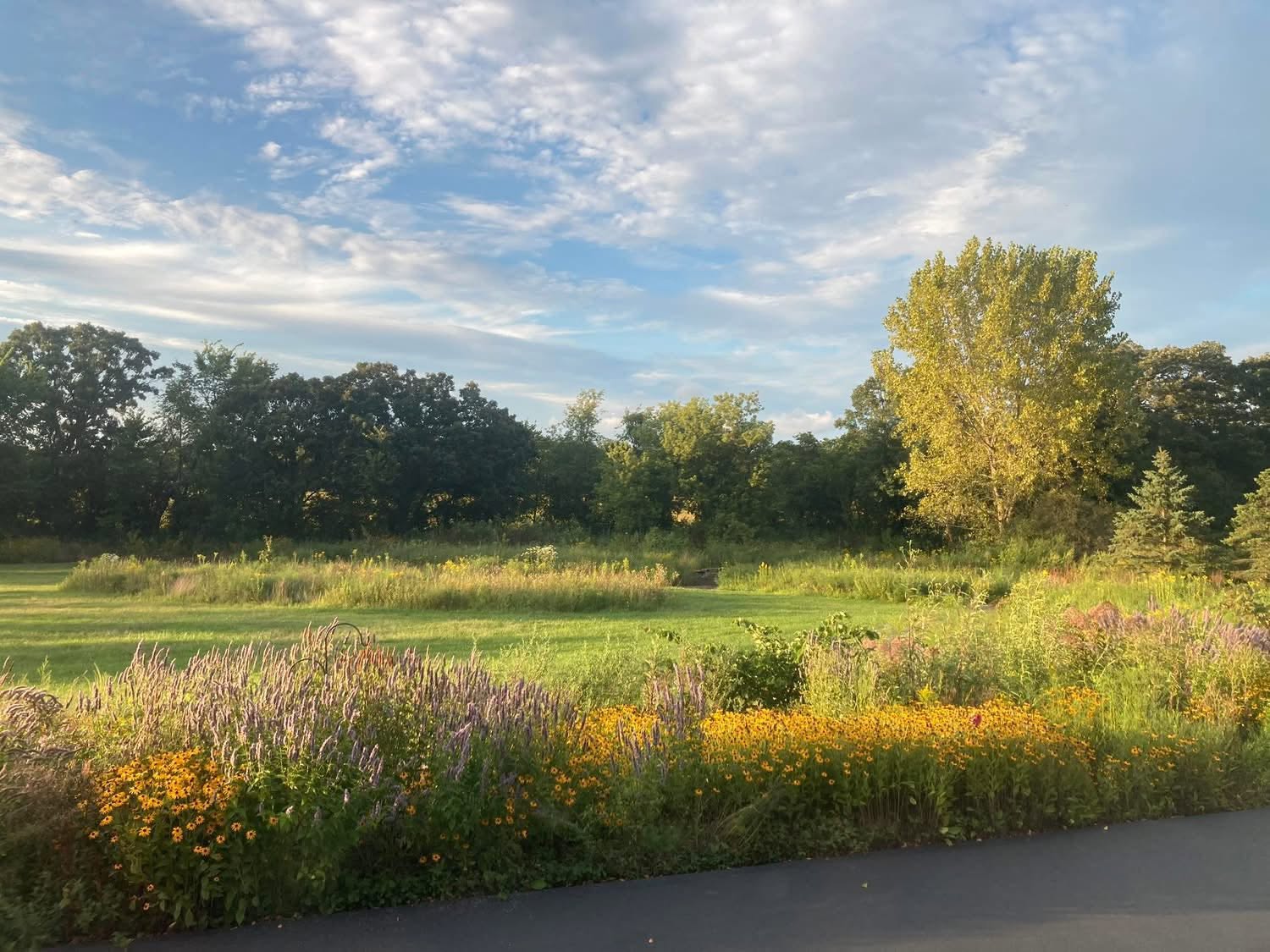 Native prairie planting with mown lawn paths on a Wadsworth property