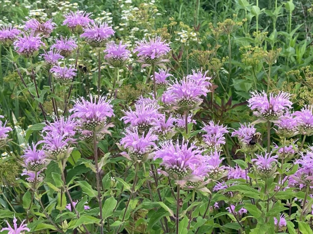 Wild bergamot in full bloom in restored prairie
